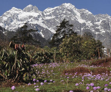 Day 4: TRANSFER TO  LACHUNG