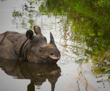 DAY 1:- HASIMARA/FALAKA/NEW ALIPURDUAR TO JALDAPARA & SAFARI