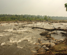 Day 1: Transfer from Hasimara/Falakata to Jaldapara and Jaldapara Forest Safari