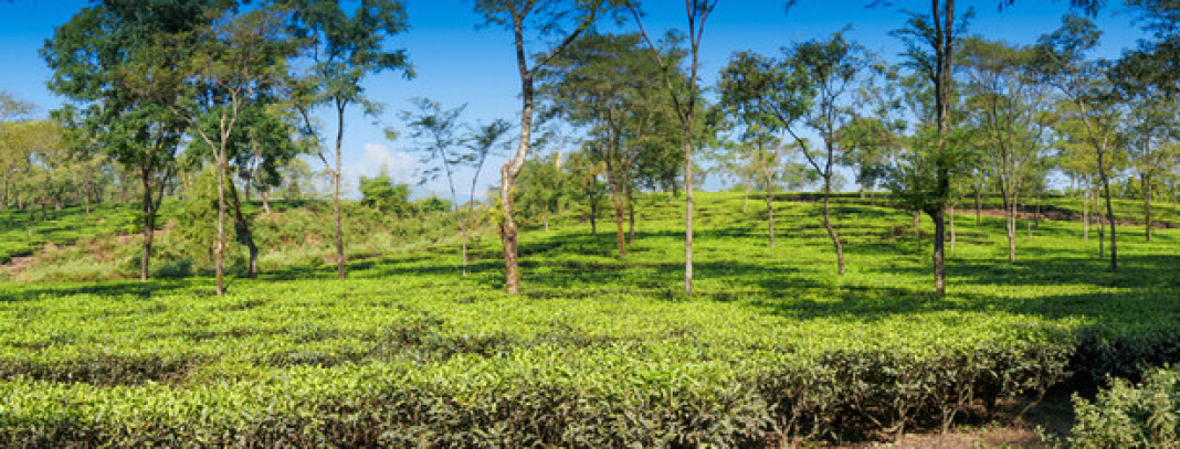 Tea Garden of Dooars