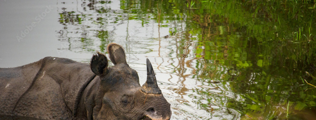 Rhinos of Jaldapara